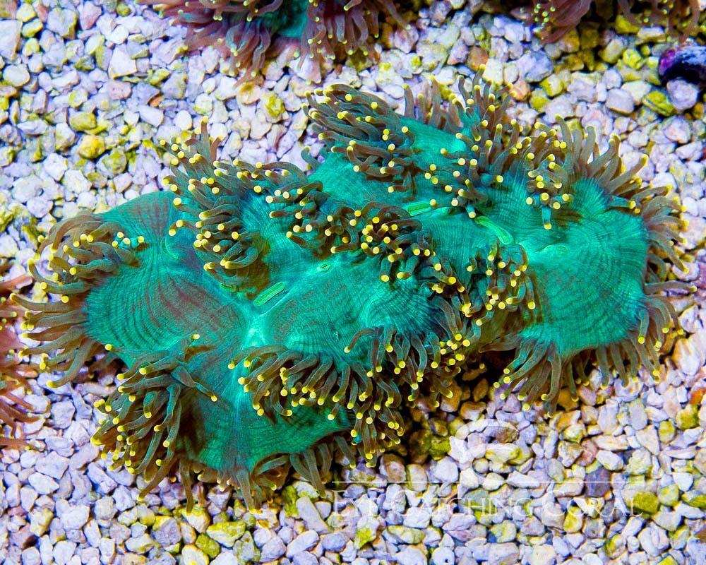 Elegance Corals (Catalaphyllia sp.)