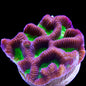 Stinging Corals (Leptastrea/Hydnophora/Platygyra/Galaxia/Bernardopora Sp.)