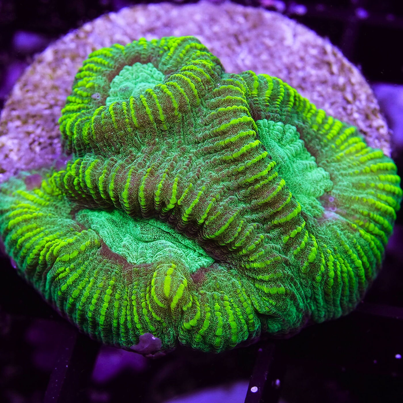 Aquacultured Coral Frags