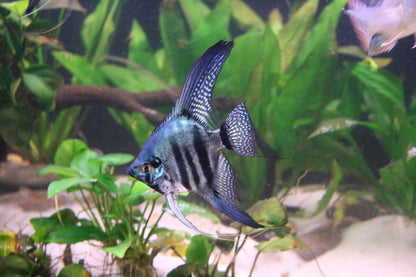 Angelfish Blue Pinoy - 4.5cm