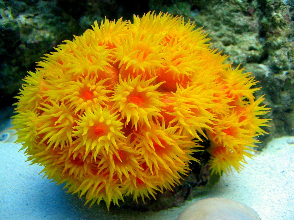 Dendrophyillia - Sun Coral