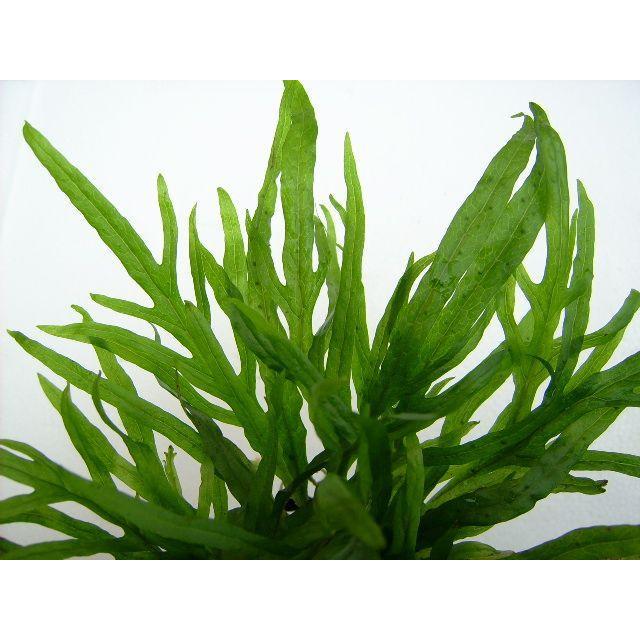 Java Fern - Microsorium pteropus, 'Trident' – Aquarium Gallery