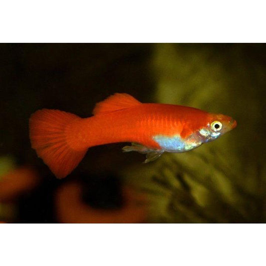 Guppy Dwarf Red Flamingo Male