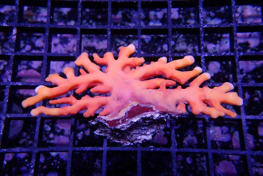 Lace Coral Orange