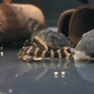 Pleco - Prince Tiger L377