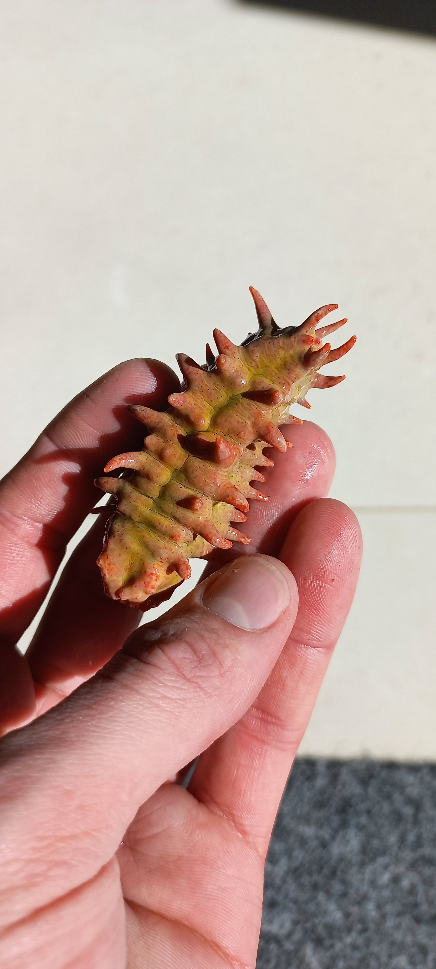 Sea Apples (Filter Feeding Sea Cucumbers)