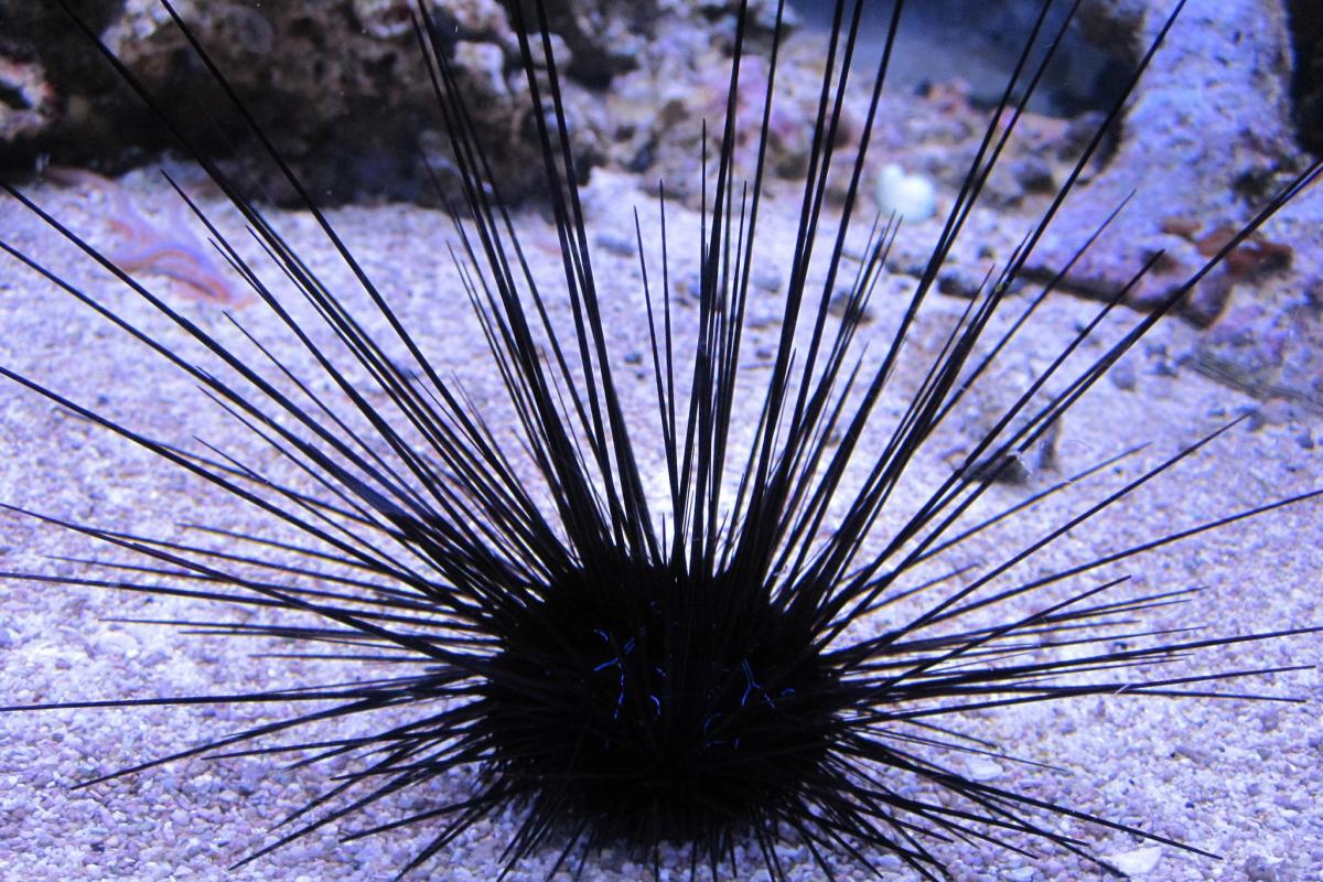 Urchin Long Spine