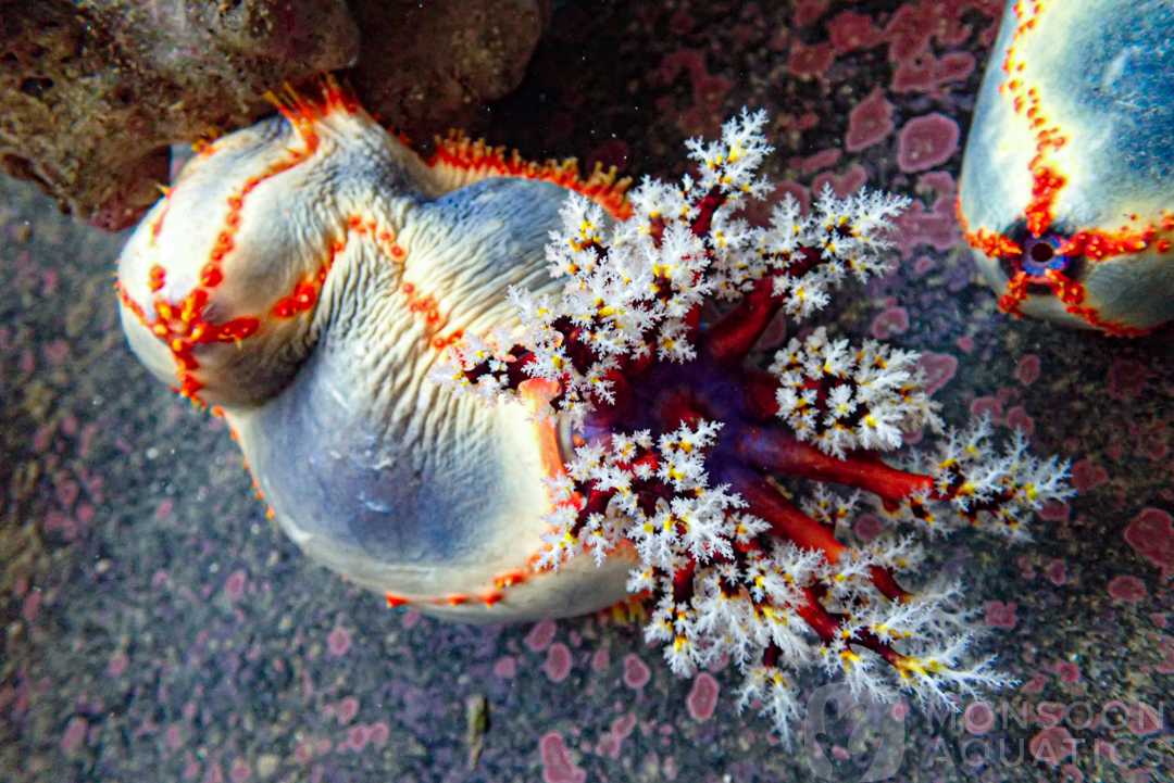 Sea Apples (Filter Feeding Sea Cucumbers)