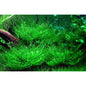 Moss - Peacock