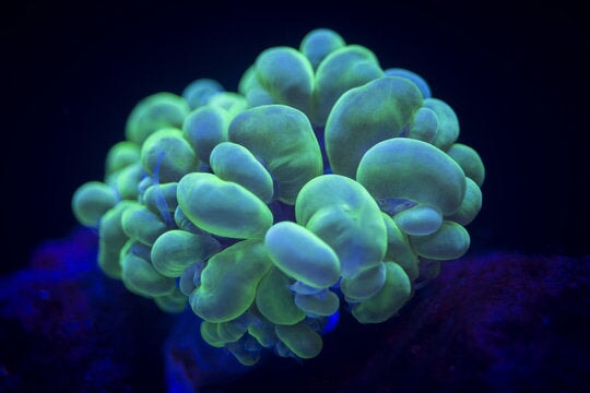 Bubble Corals (Plerogyra sp.)