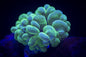 Bubble Corals (Plerogyra sp.)