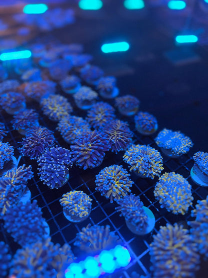 Torch Corals (Euphyllia glabrescens.)