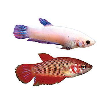 Betta Female Assorted