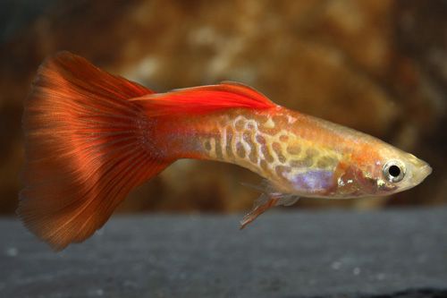 Guppy Cobra/Mosaic Male - Various