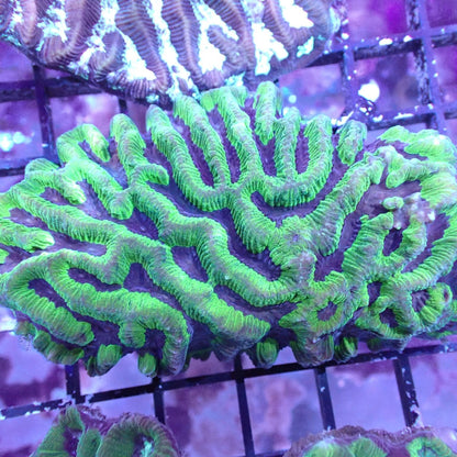 Maze Corals (Platygyra sp.)