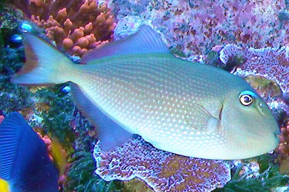 Trigger fish - Blue Throat *Reef Safe*