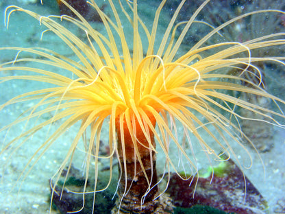 Anemone Tube