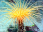 Anemone Tube