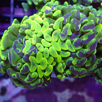 Euphyllia/Fimbriaphyllia POLYPS (Hammer, Torch, Frogspawn sp.)