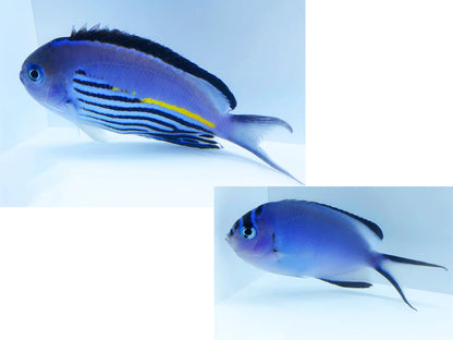 Angelfish Watanabei - *Reef Safe* (Genicanthus sp)- Various