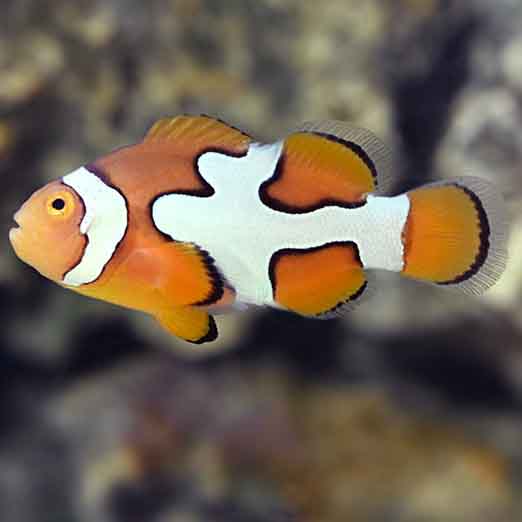 Clownfish - Premium Picasso (Amphiprion percula) PAIR *Captive Bred*