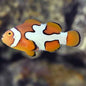 Clownfish - Premium Picasso (Amphiprion percula) PAIR *Captive Bred*
