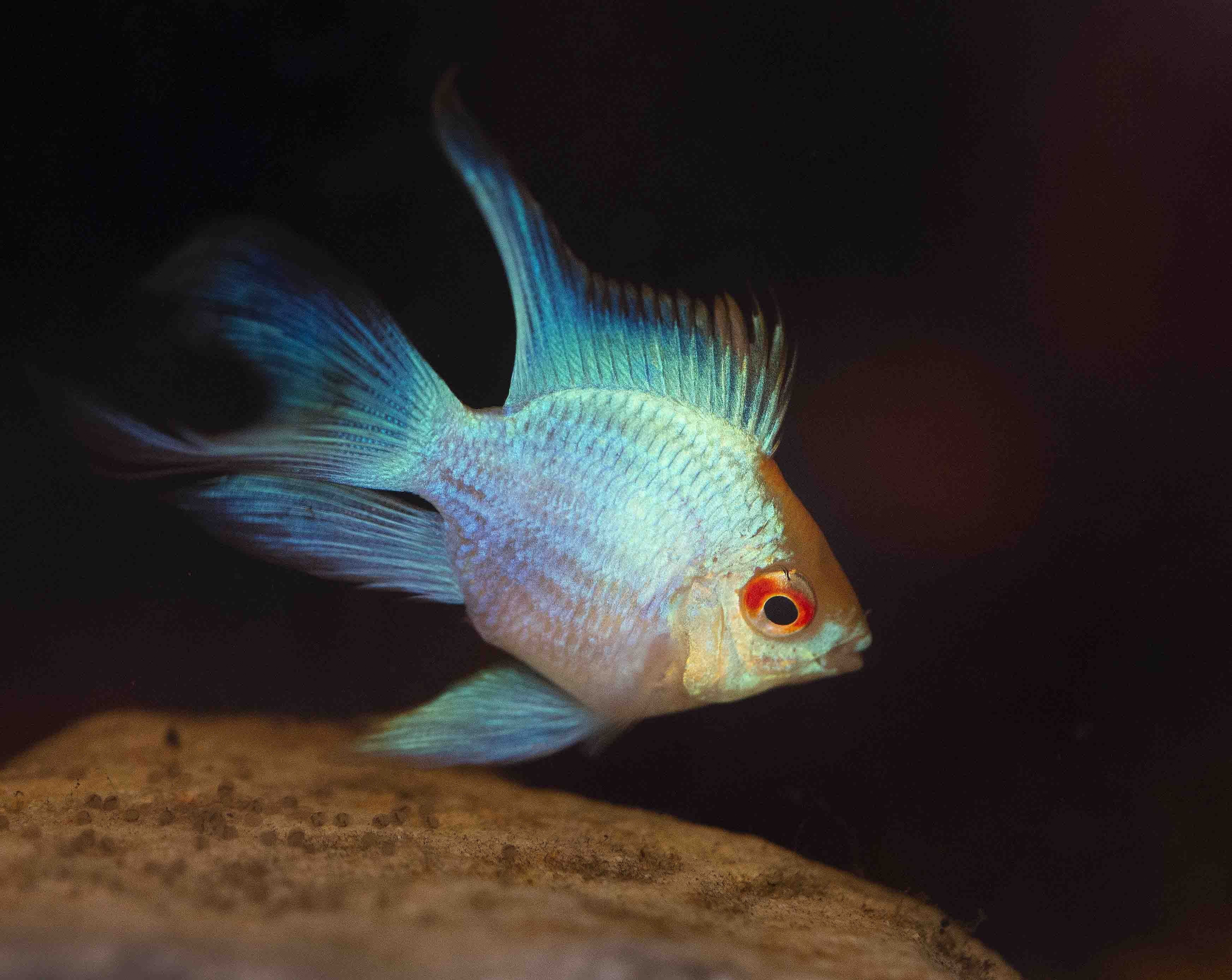 Dwarf Cichlids – Aquarium Gallery