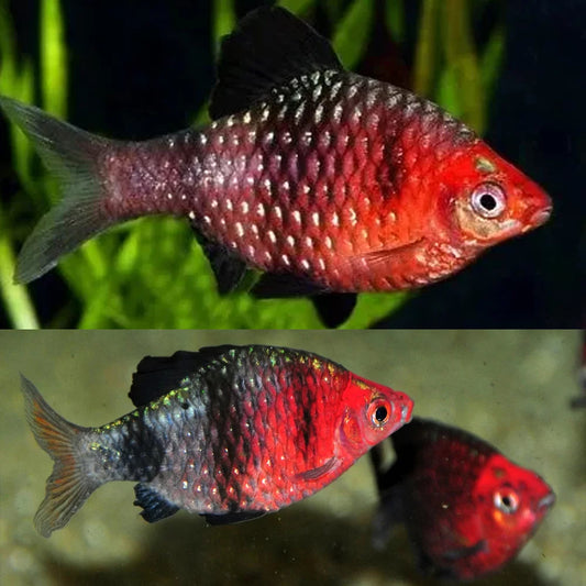 Barb Black Ruby