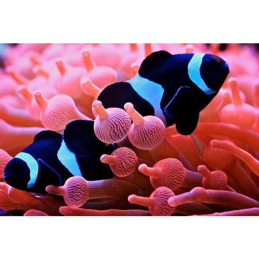 Clownfish - Ocellaris Black Misbar/Broken Band (Amphiprion ocellaris) *Captive Bred*