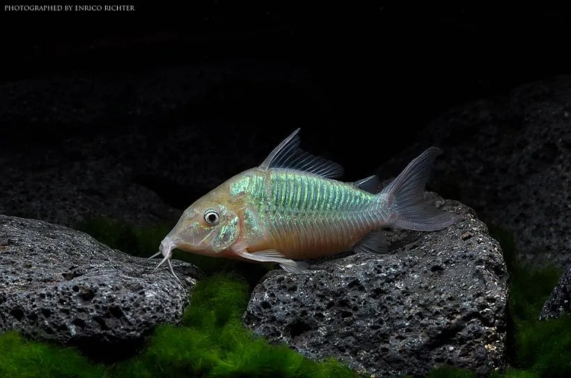 Catfish Emerald(Brochis splendens)