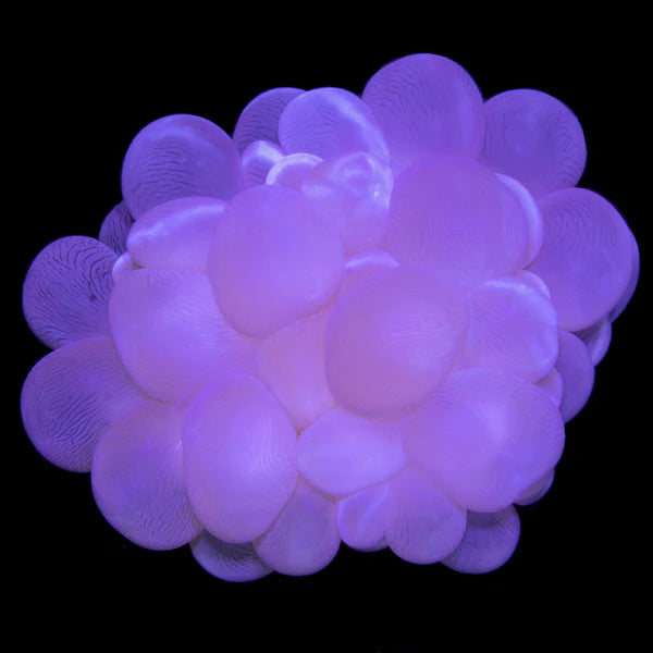 Bubble Corals (Plerogyra sp.)