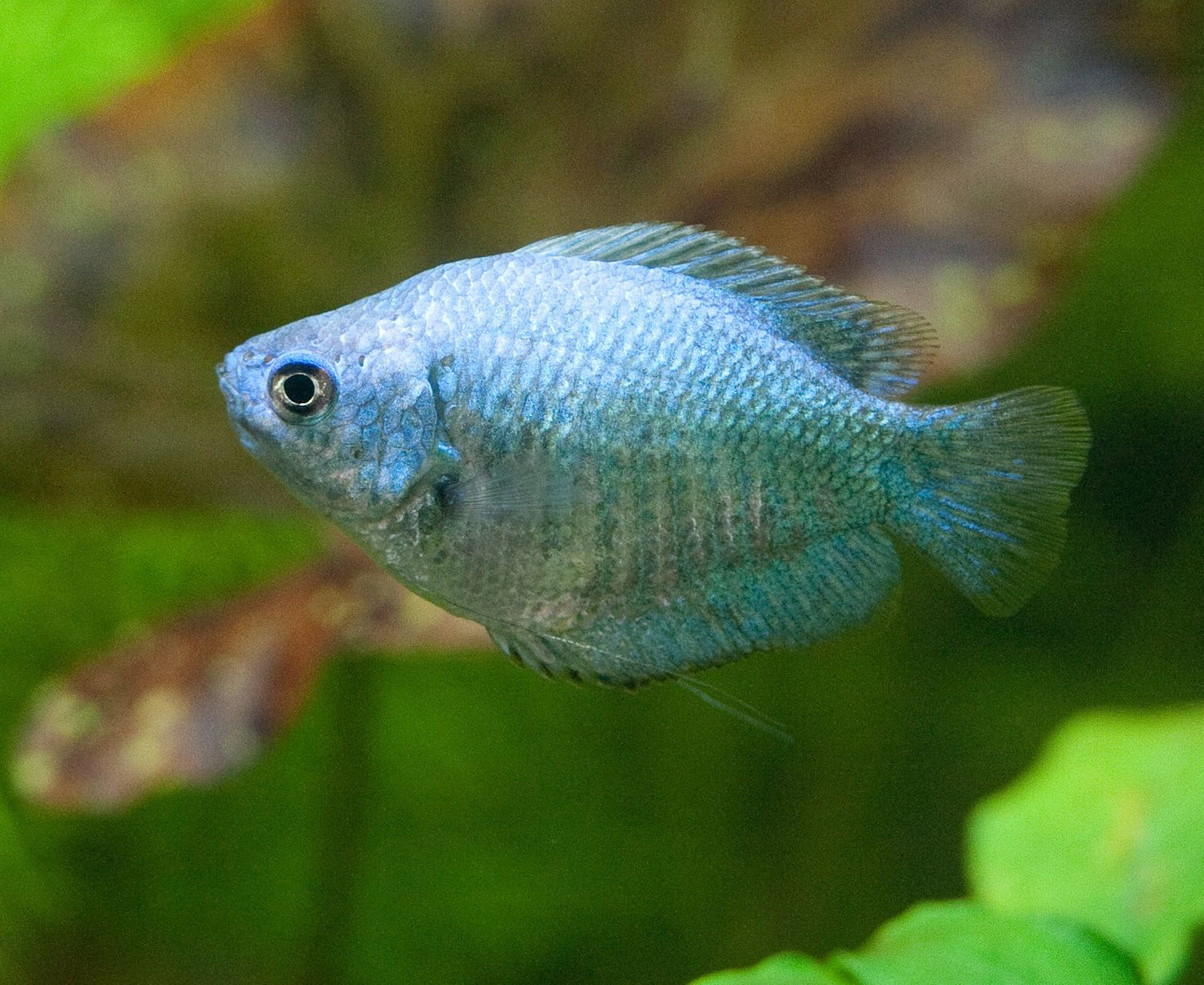 Gourami Dwarf Female - Various