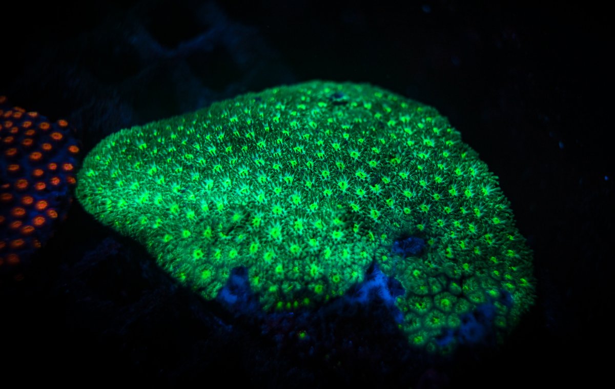 Crust Corals (Leptastrea sp.)