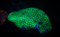 Stinging Corals (Leptastrea/Hydnophora/Platygyra/Galaxia/Bernardopora Sp.)