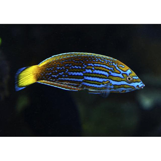 Wrasse - Lennardi (Rare WA Endemic)