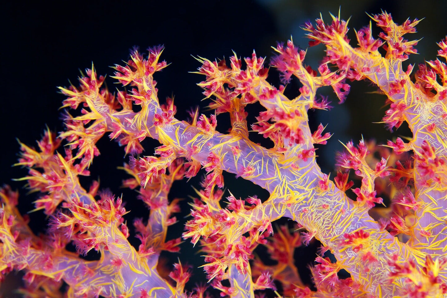 Carnation Coral (Dendronephthya/Nepthea sp.)