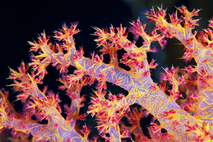 Carnation Coral (Dendronephthya/Nepthea sp.)