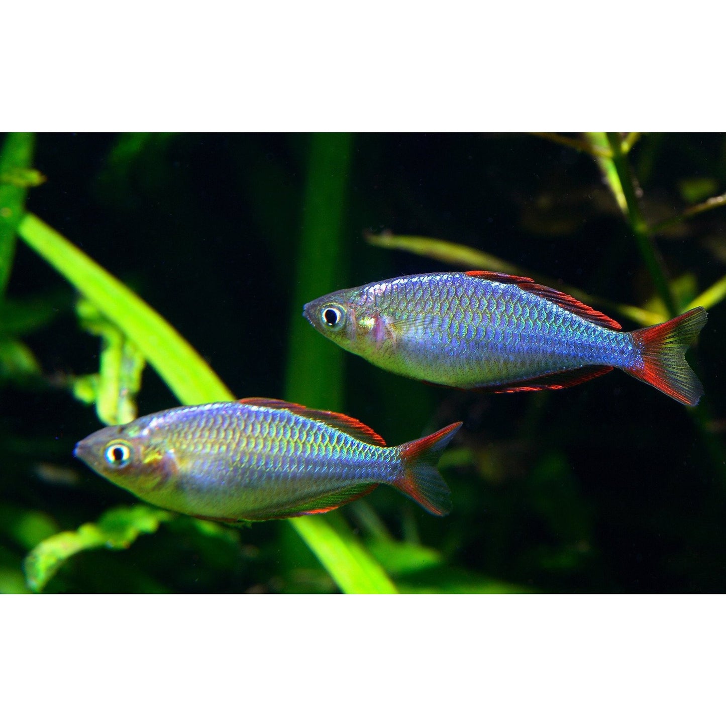 Rainbowfish - Dwarf Neon (Melanotaenia praecox)