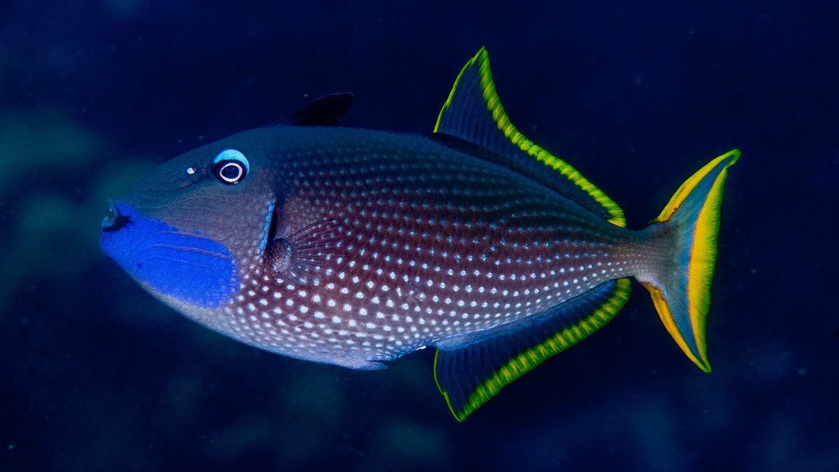 Trigger fish - Blue Throat *Reef Safe* – Aquarium Gallery