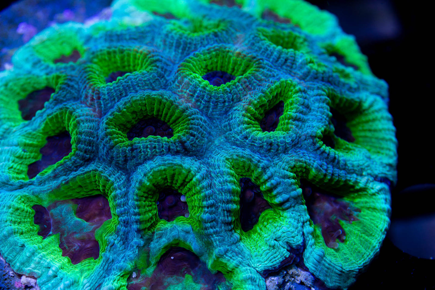 Moon Corals (Favia, Favites, Moseleyi sp.)