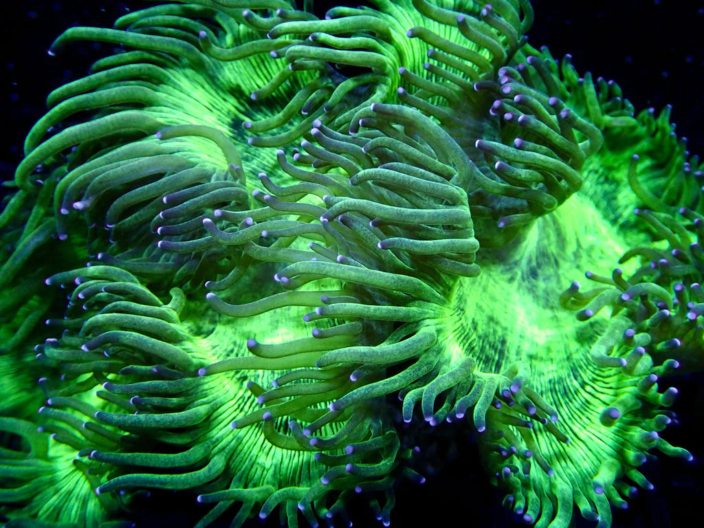 Elegance Corals (Catalaphyllia sp.)