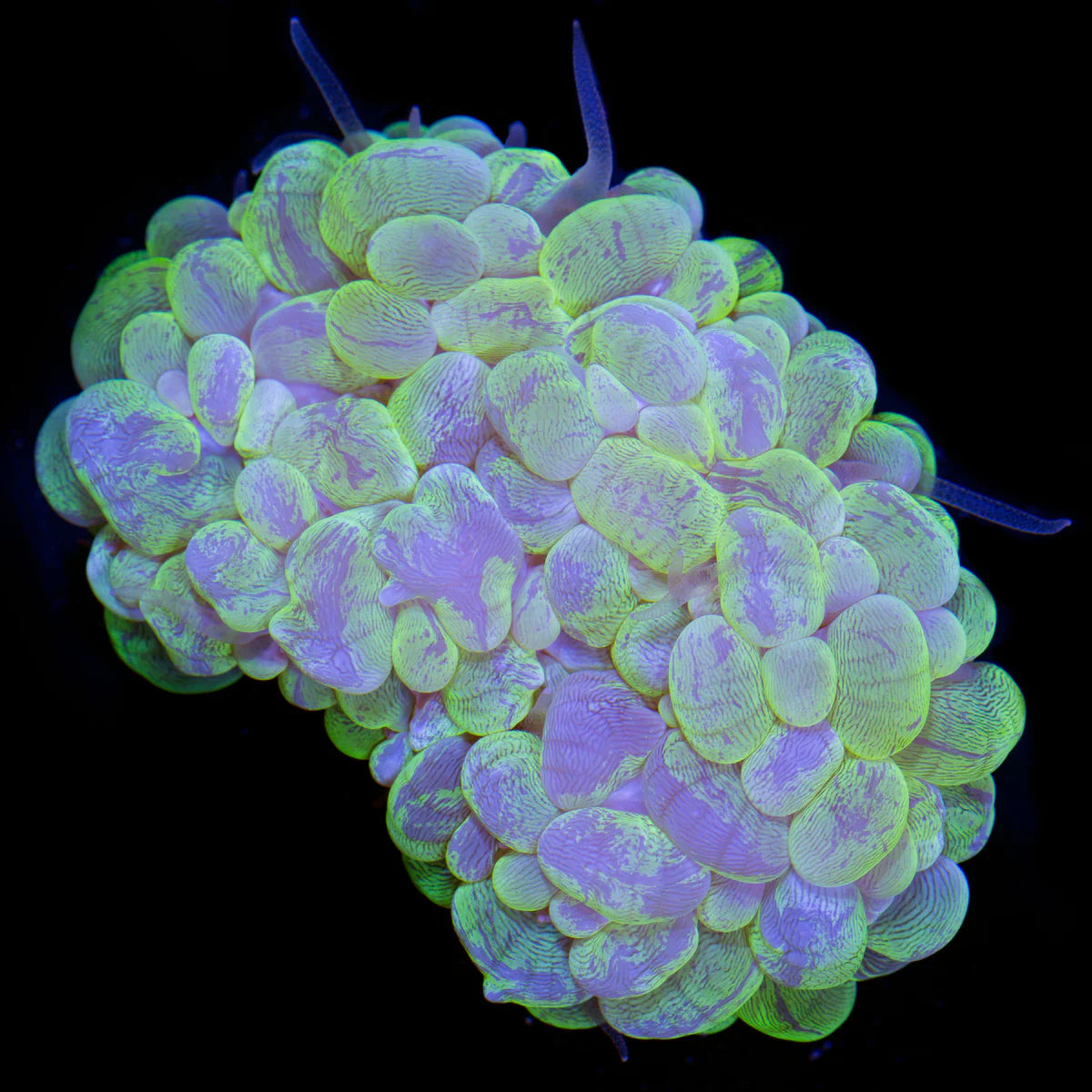 Bubble Corals (Plerogyra sp.)