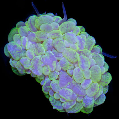 Bubble Corals (Plerogyra sp.)