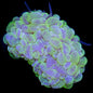 Bubble Corals (Plerogyra sp.)