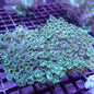 Flower Pot Corals (Goniopora, Alveopora, Bernardpora sp.)