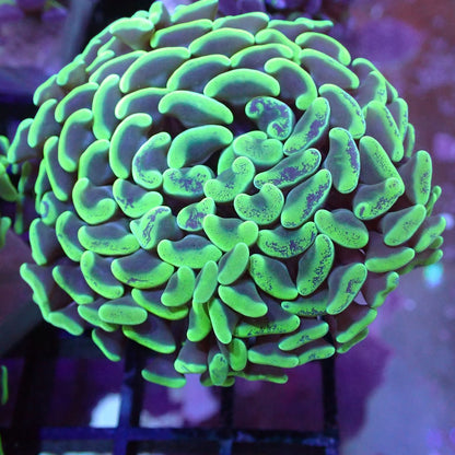 Euphyllia/Fimbriaphyllia POLYPS (Hammer, Torch, Frogspawn sp.)