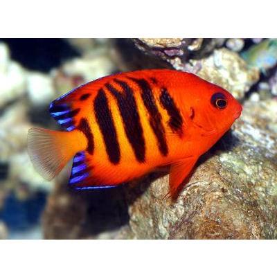 Angelfish Flame (Special Order) "Very Rare"