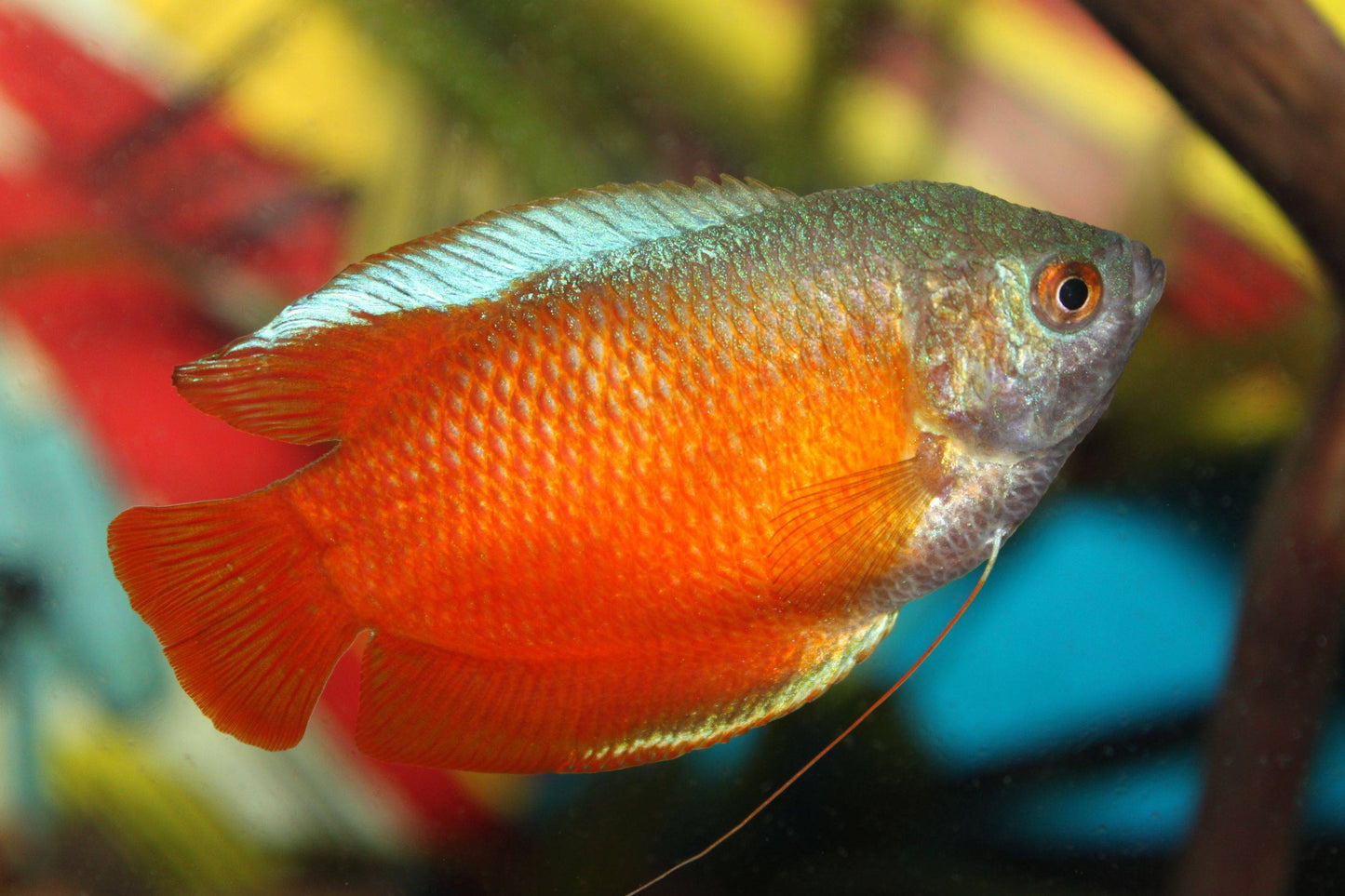 Gourami Dwarf Male - Various