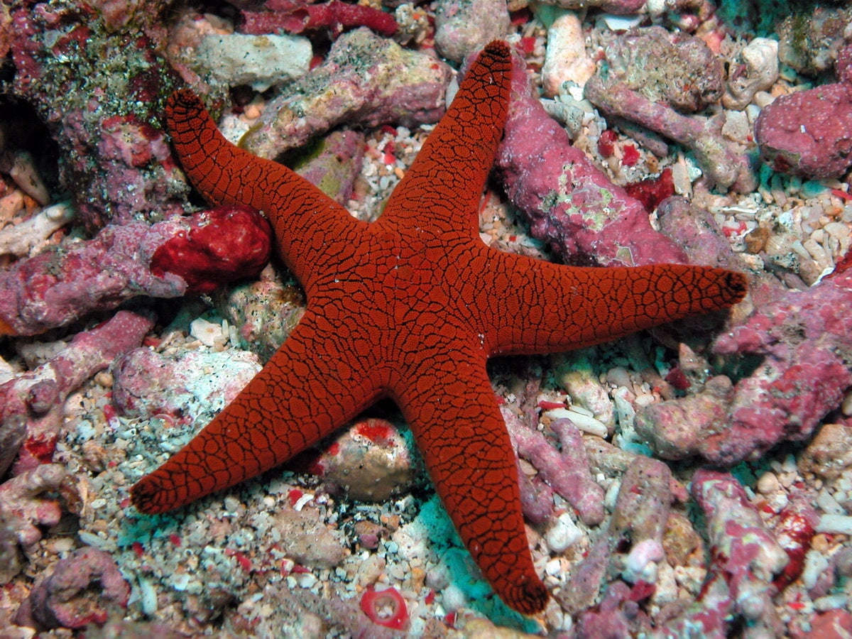 Sea Star / Starfish