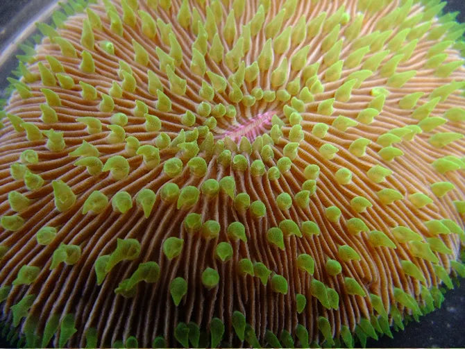Disk Corals (Fungia/Heliofungia/Herpolitha sp.)